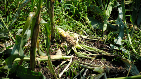 A Win for Hunters and Farmers: House, Senate Approve Rothman Bill